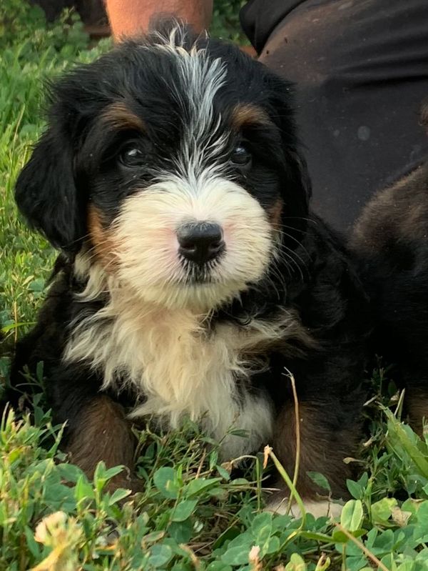 bernedoodle breeders new england
