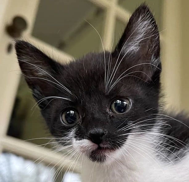 sell kittens near me