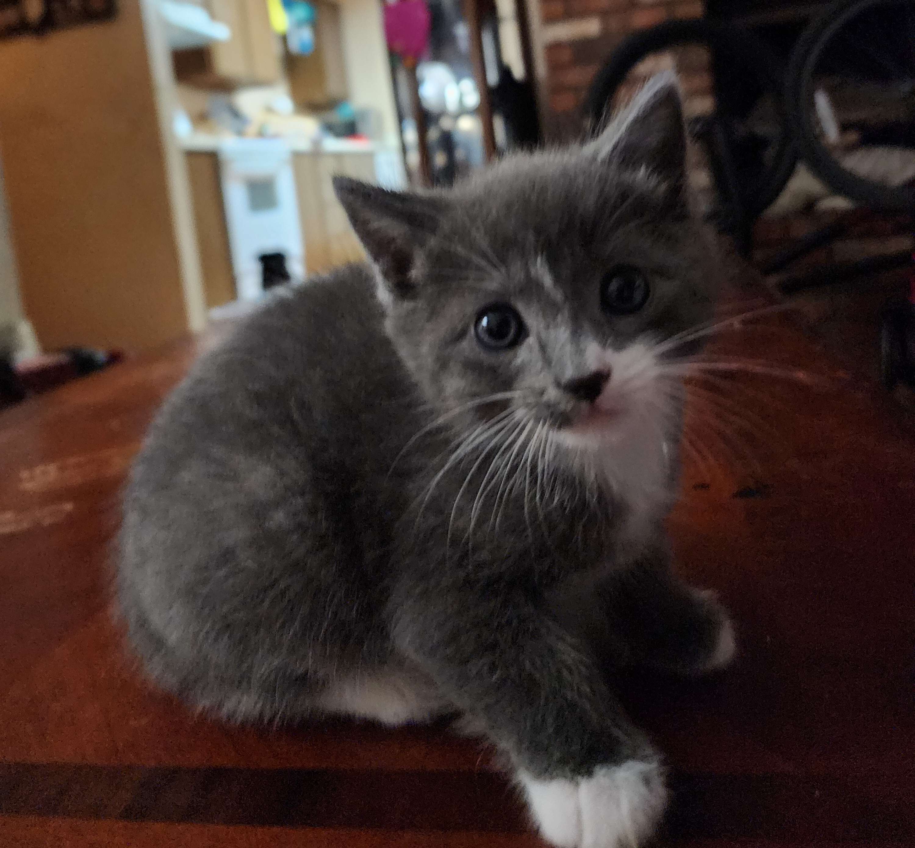 cats free to good home