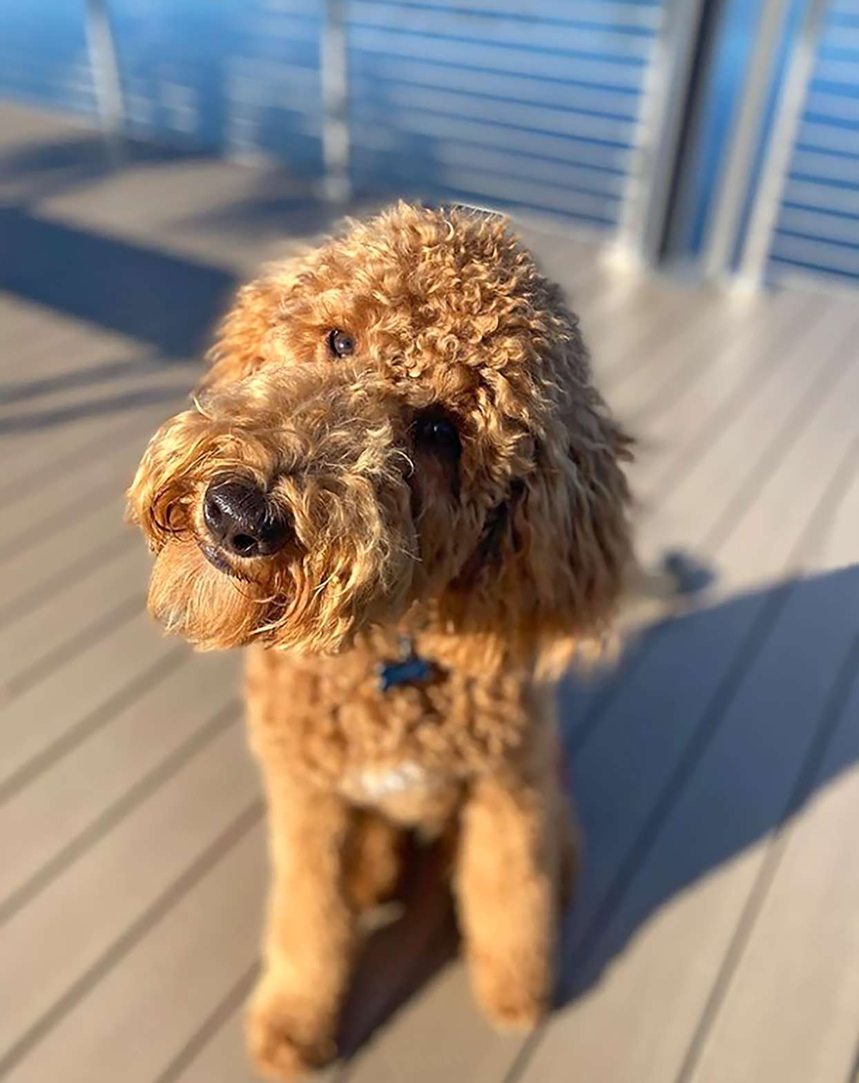 boxer goldendoodle mix