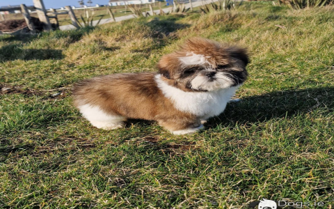 how much is a purebred shih tzu
