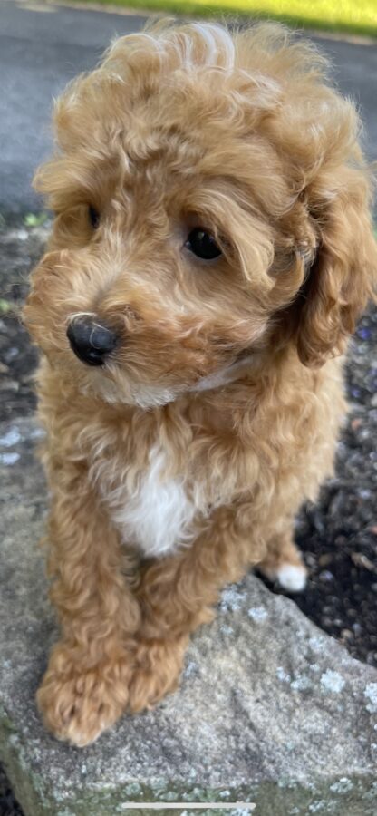 goldendoodle puppies for sale in indiana