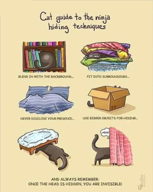 how to find your cat in the house