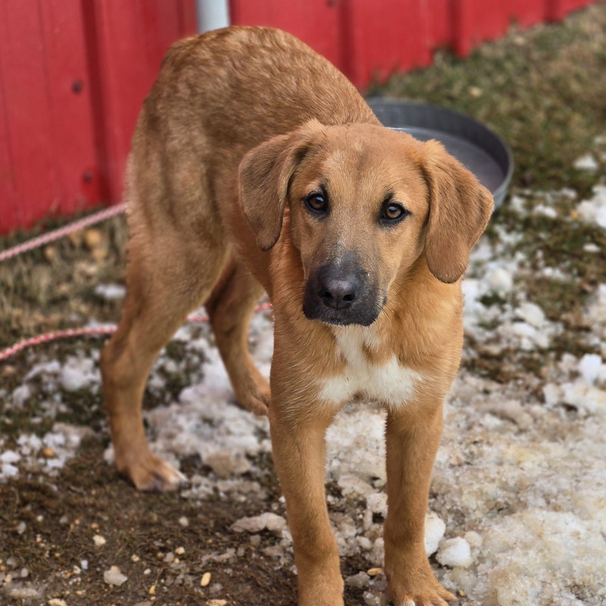 black mouth cur golden retriever mix