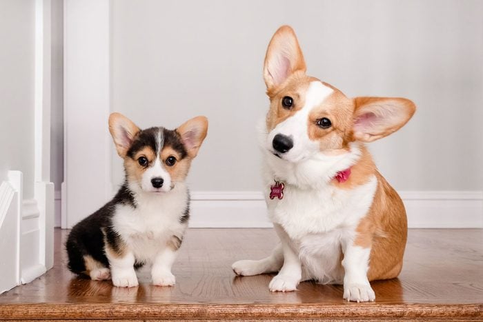 where can i buy a cheap dog