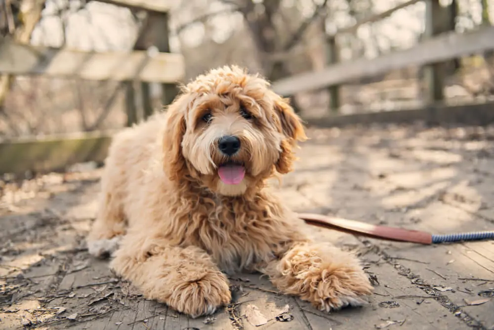 best dog food for labradoodle puppy