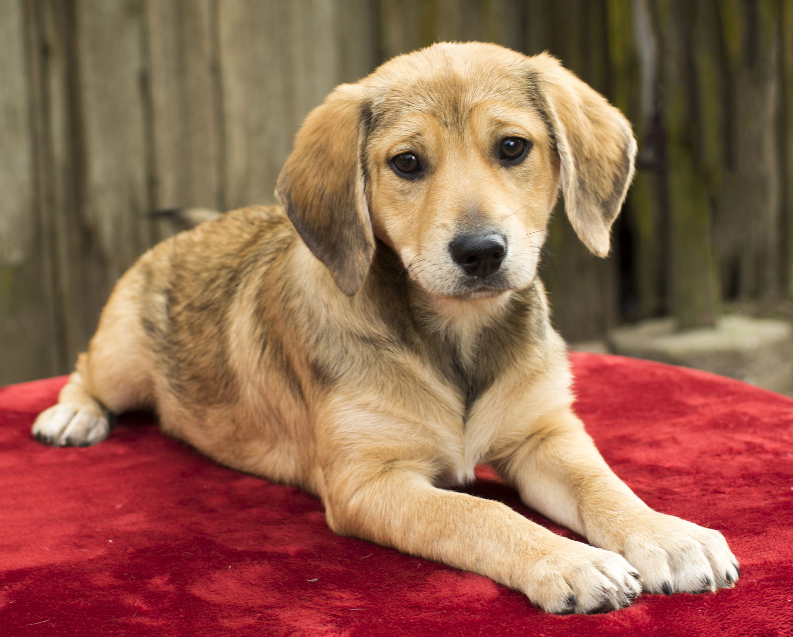 beagle golden retriever mix for sale