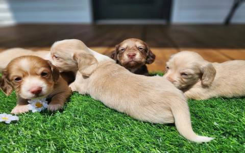 dachshund breeders indiana