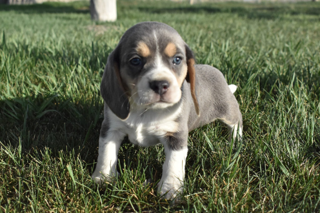 beagle breeders washington state