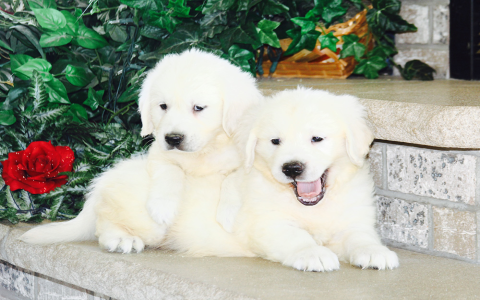 golden retriever puppies for sale rhode island