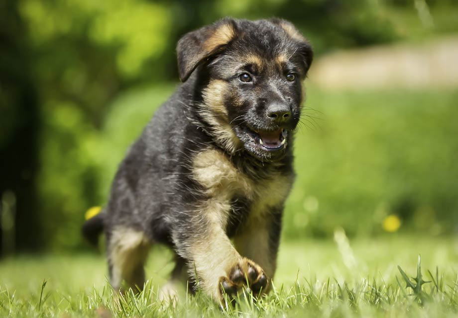 german shepherd puppies for sale in ky