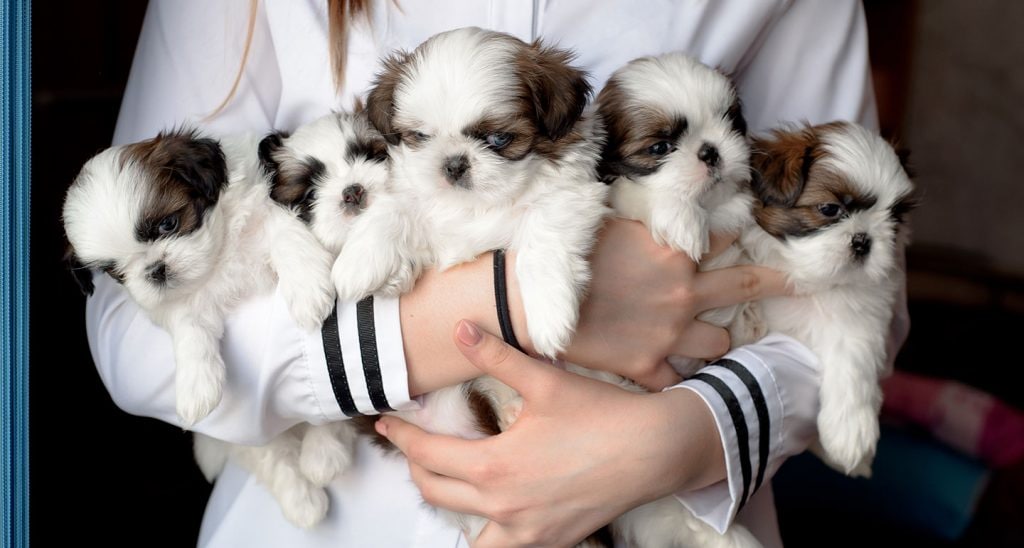 local puppy breeders