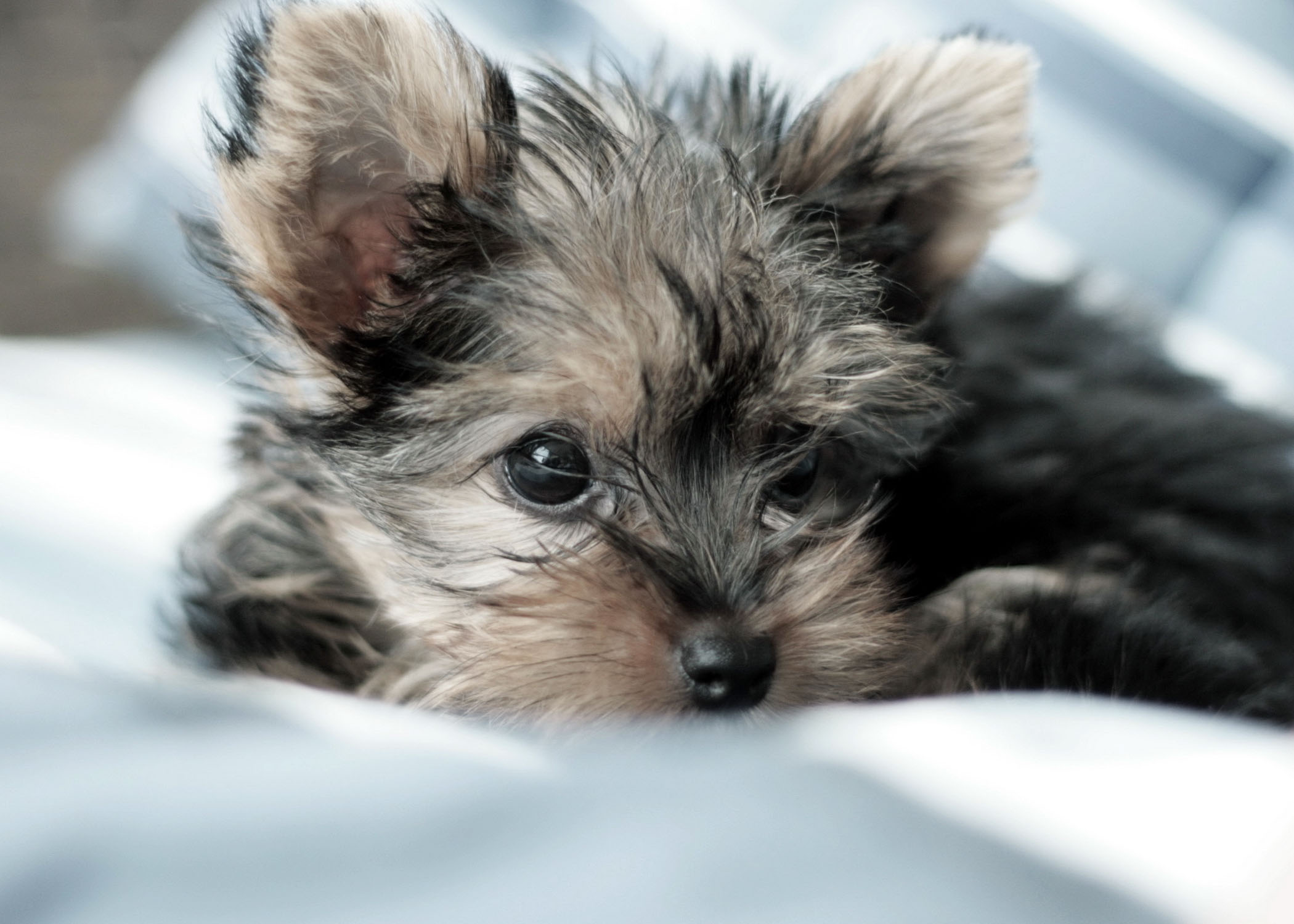 small dog rescue near me for adoption