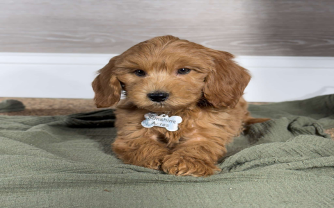 goldendoodle puppies for sale in indiana