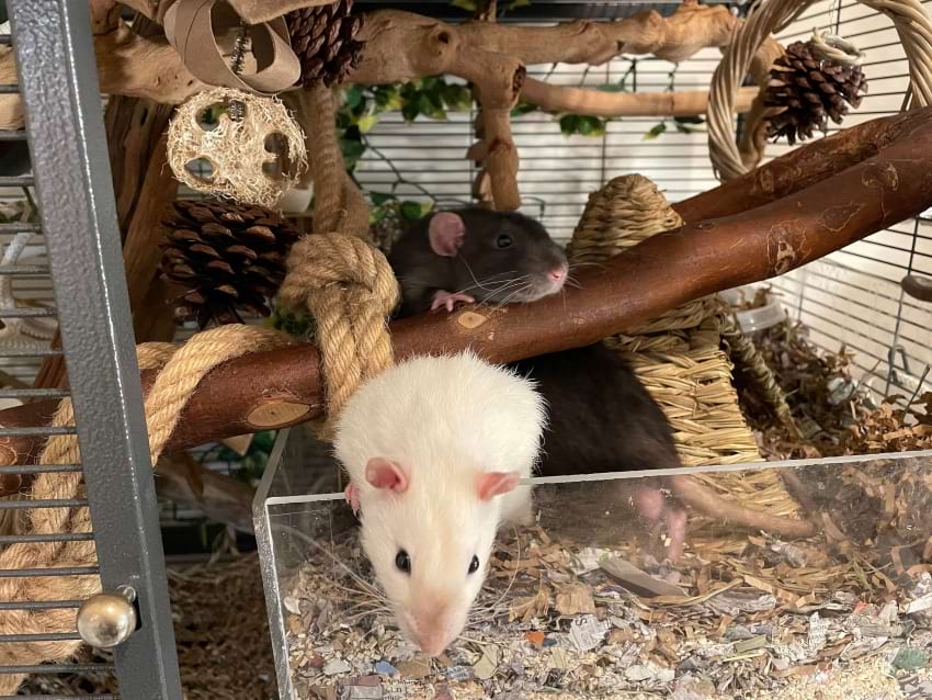 best litter for rats