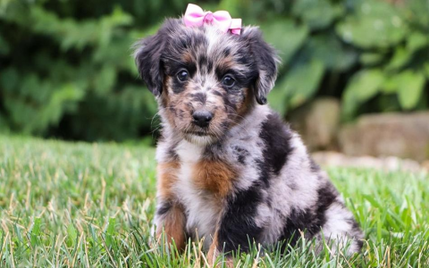 aussie goldendoodle mix