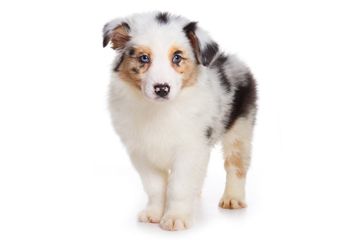 australian shepherd breeders arizona
