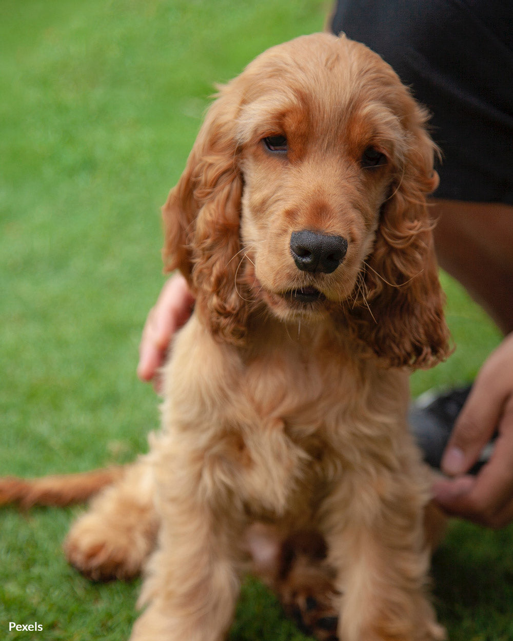 pets for adoption craigslist