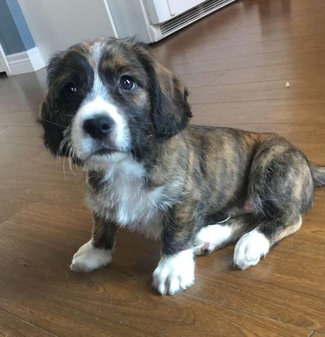 boxer goldendoodle mix