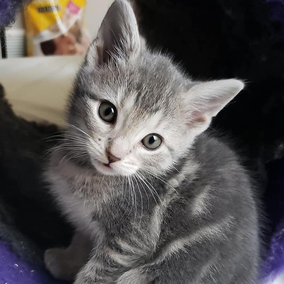 foster a kitten near me