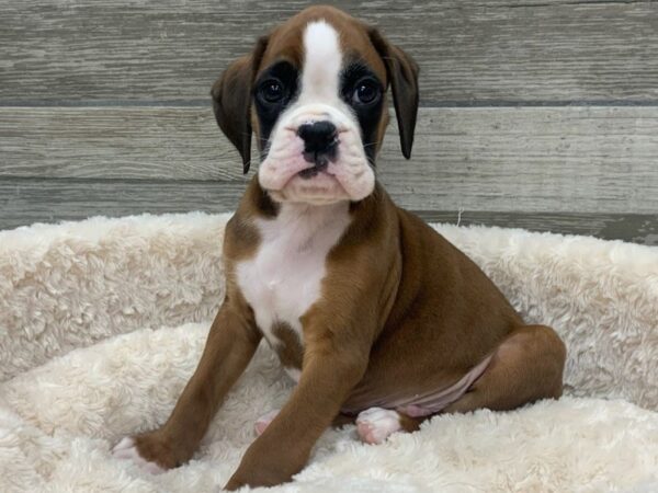 boxer puppies nearby