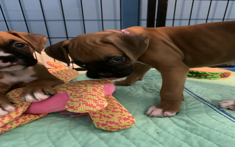 boxer puppies florida