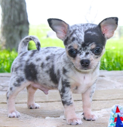 chihuahua for sale texas