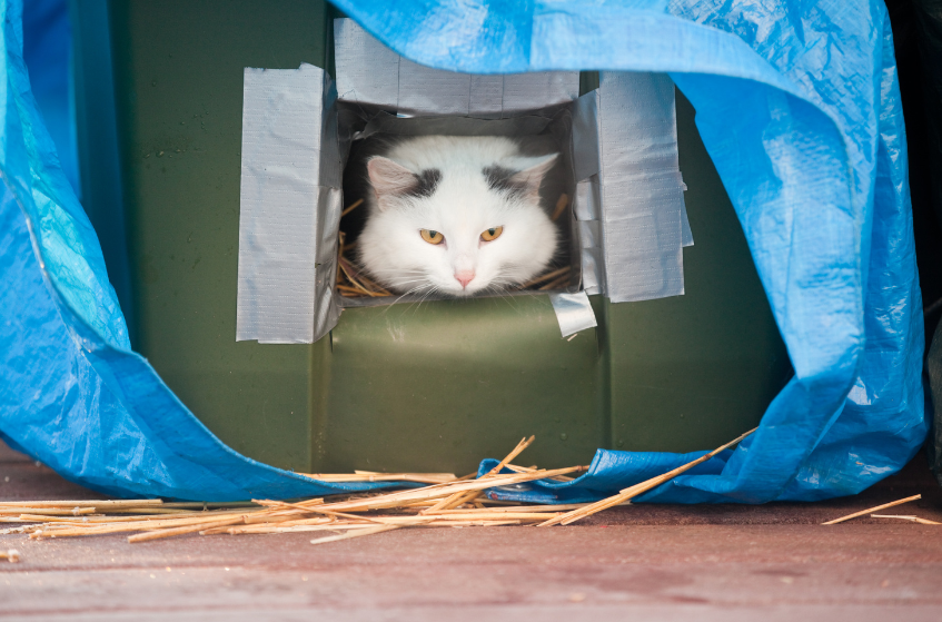 shelter for cat