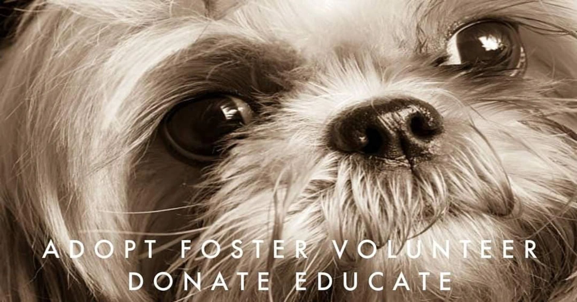 dog shelter rescue near me