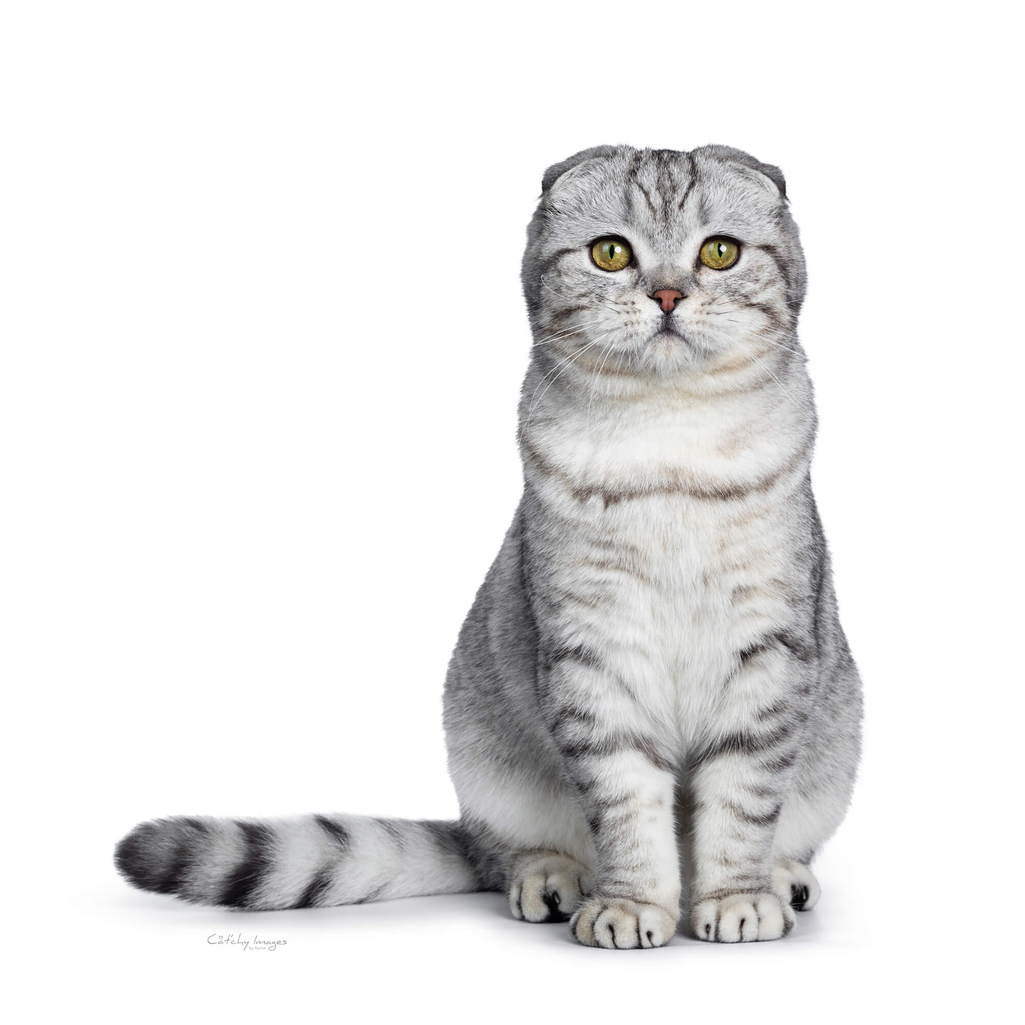 cat breeds beginning with s