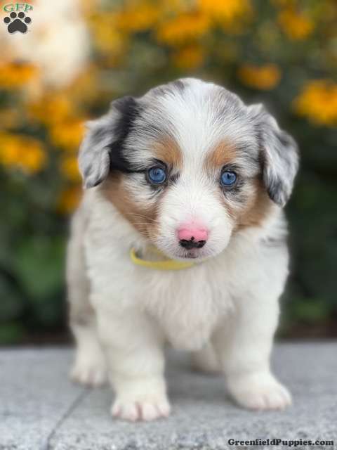 aussie corgi puppy