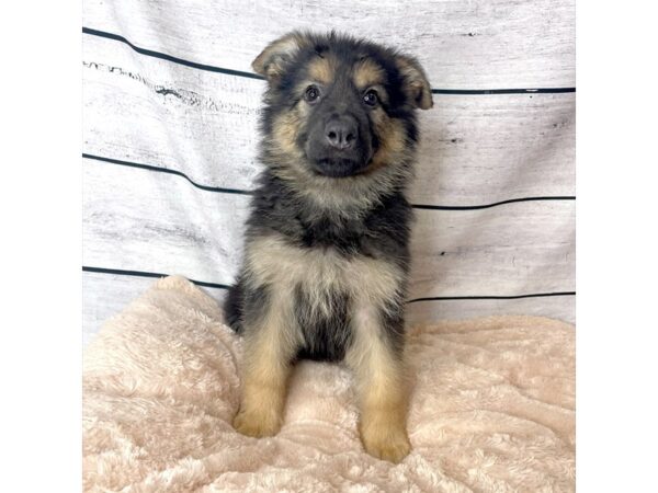german shepherd puppies for sale in ky