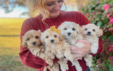 places to advertise puppies