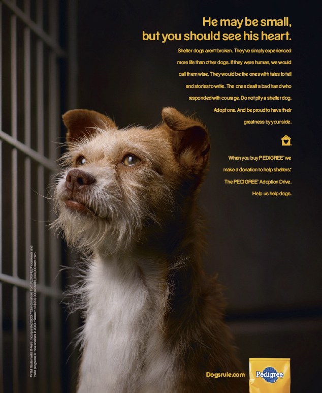 dog shelter ad