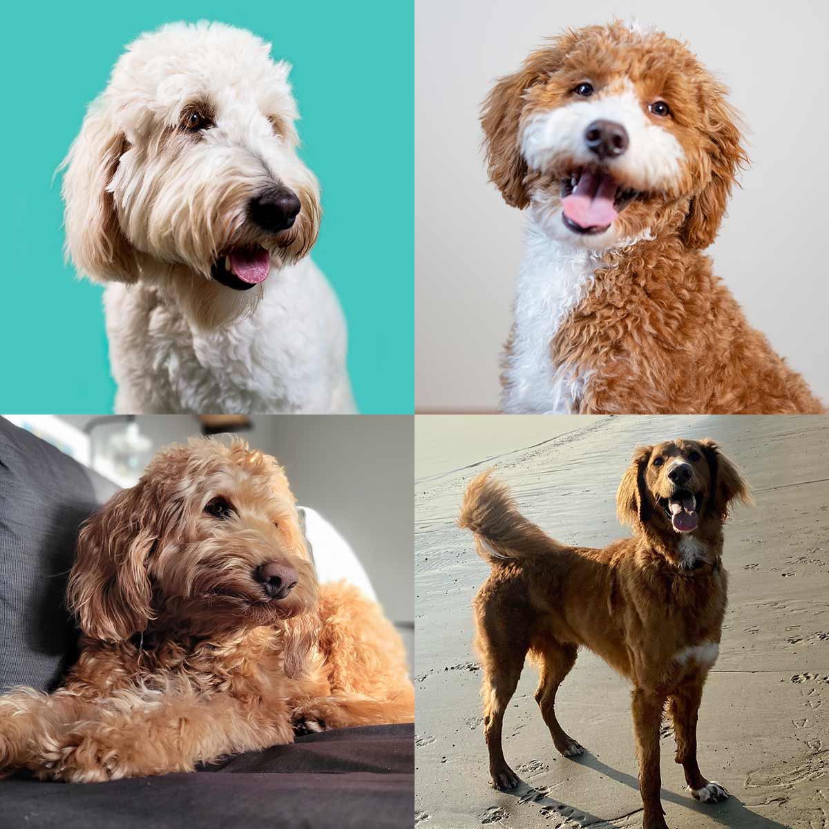 types of goldendoodle haircuts