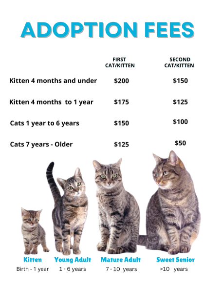 cat adoptoin