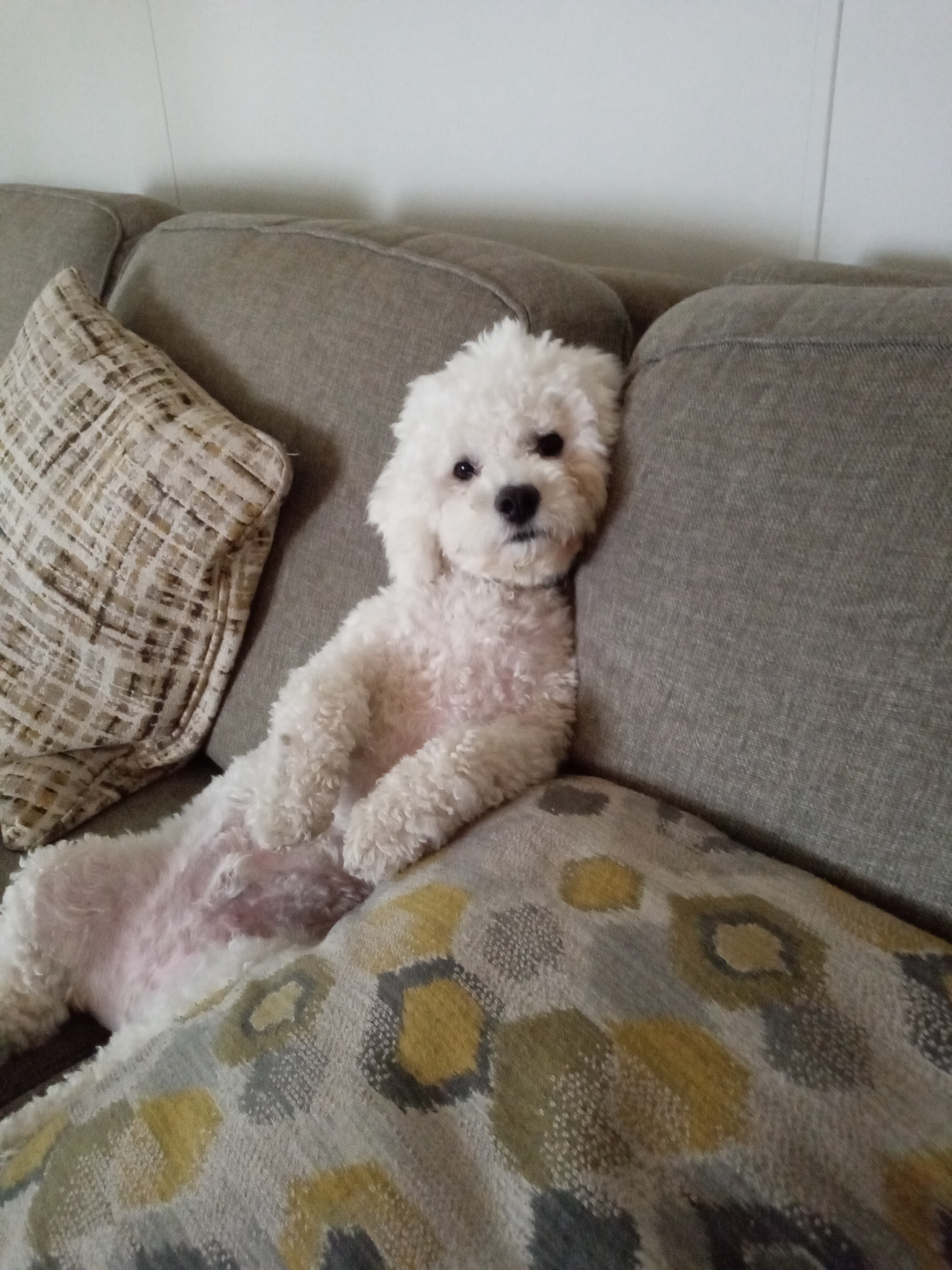 bichon frise breeders florida