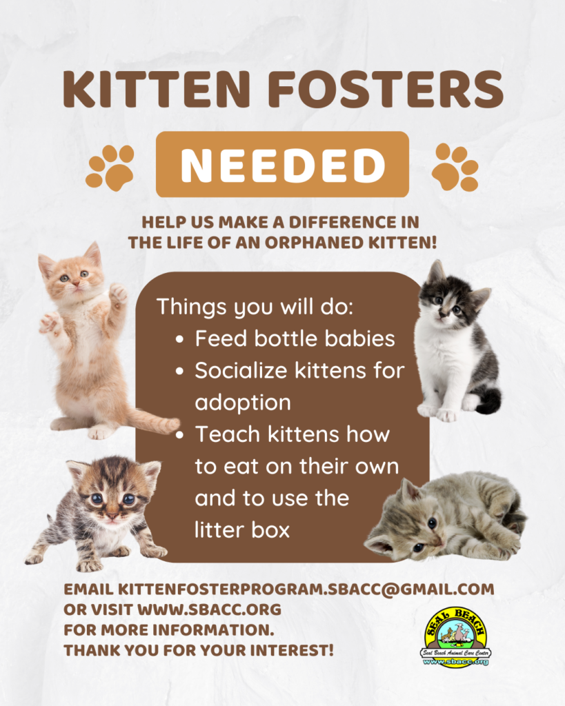 foster a kitten near me