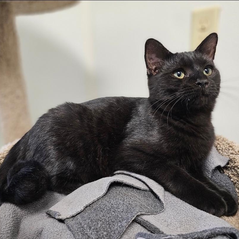 petfinder waynesville nc