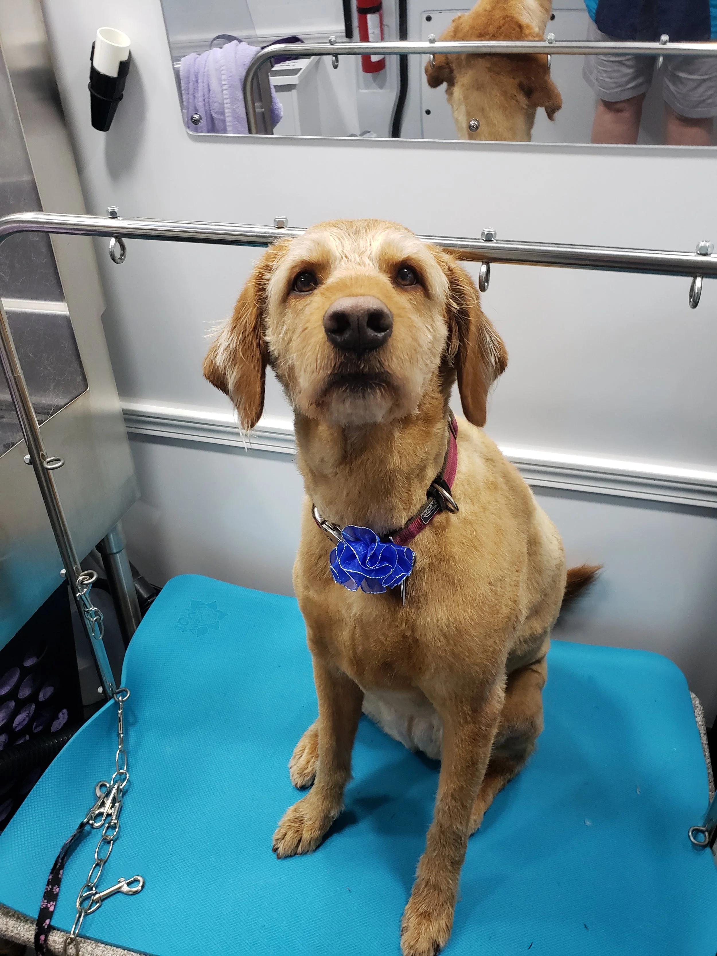 best grooming places for dogs near me