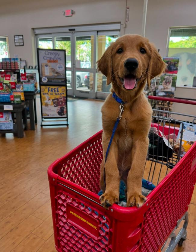 petsmart sell dogs