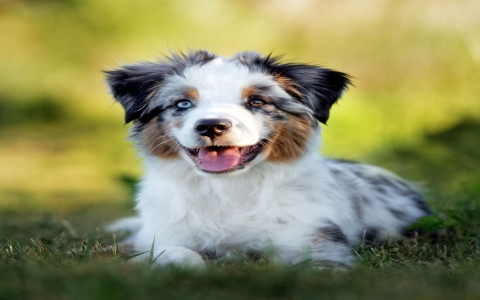 australian shepherd breeders arizona