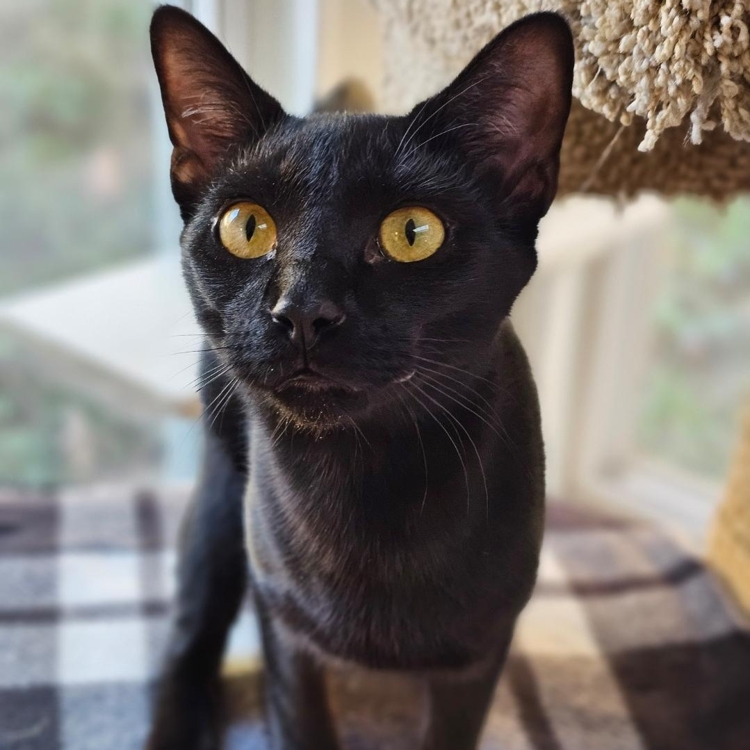 petfinder waynesville nc