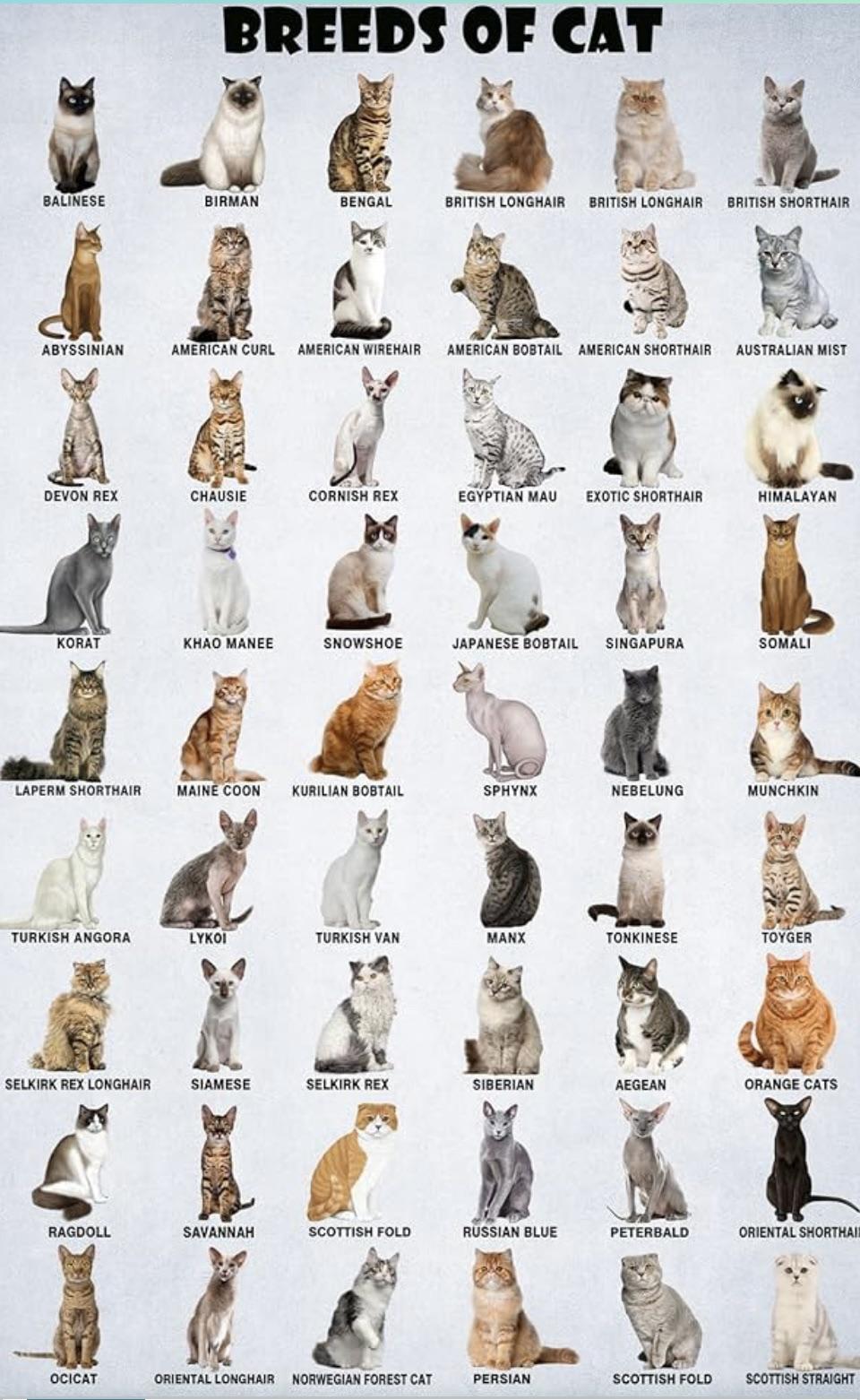 cat breeds beginning with s