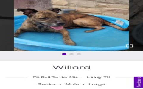 petfinder charlottesville va