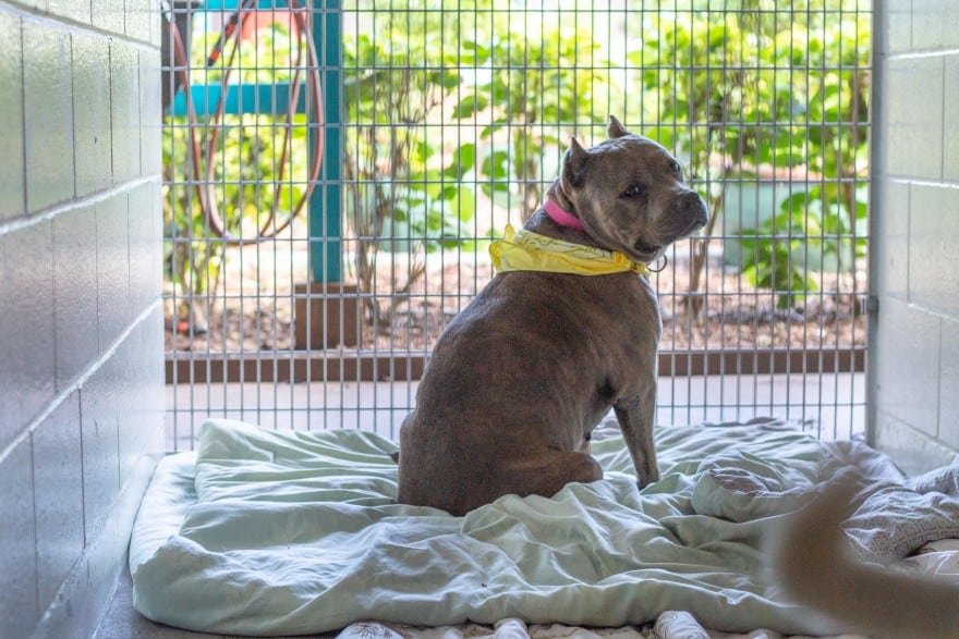 maui animal shelter