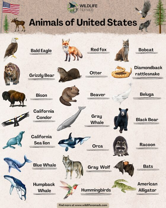 usa animals.com