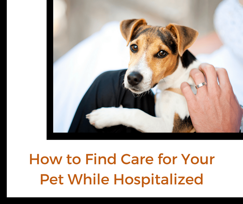 find pet care