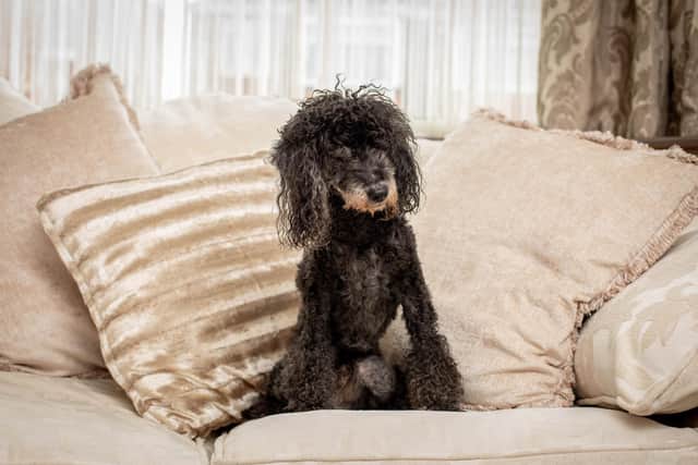 oldest miniature poodle