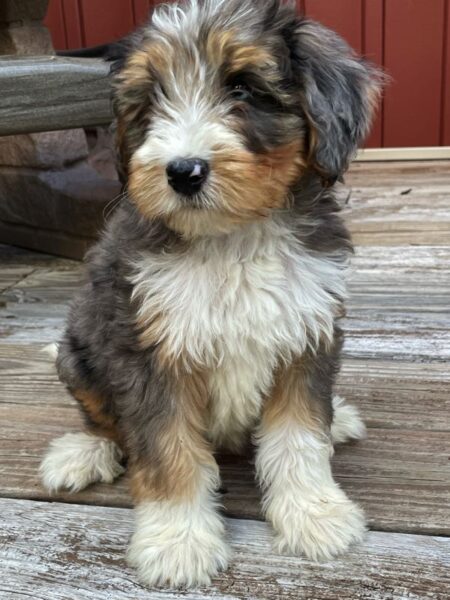 bernedoodle puppies pennsylvania